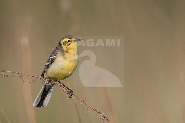 Citrine Wagtail - Zitronenstelze - Motacilla citreola ssp. citreola, Russia stock-image by Agami/Ralph Martin,
