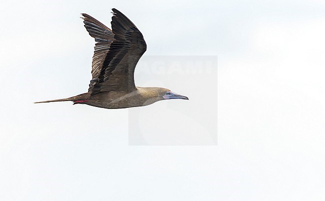 Dark morph Red-footed booby (Sula sula rubripes) at sea in the Pacific Ocean, around the Solomon Islands. stock-image by Agami/Marc Guyt,