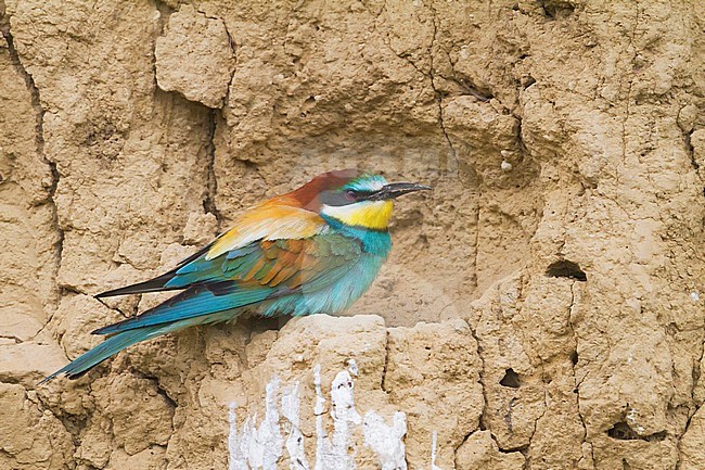 European Bee-eater, Bijeneter, Merops apiaster, Hungary, adult stock-image by Agami/Ralph Martin,