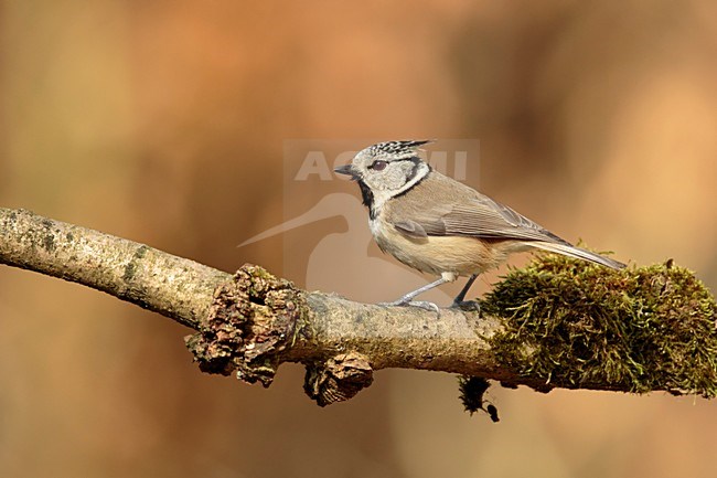 Kuifmees zittend op tak in de zon, Crested Tit peached in sun, stock-image by Agami/Walter Soestbergen,