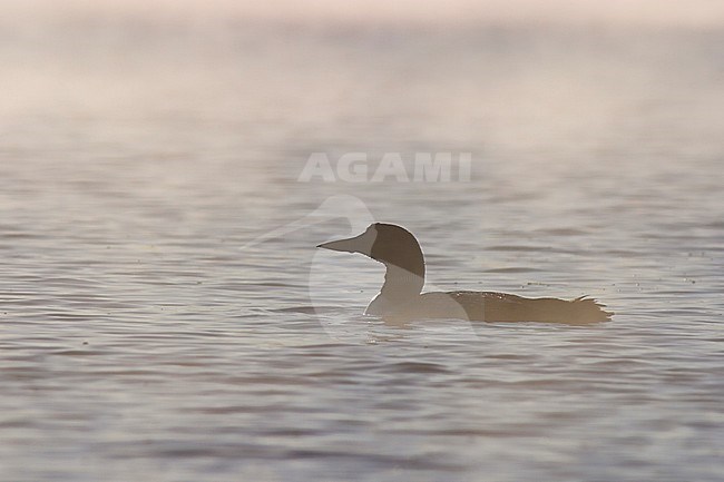 Common Loon (Gavia immer) swimming on a lake in Ontario, Canada. stock-image by Agami/Glenn Bartley,