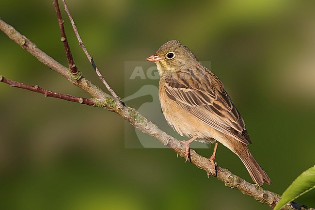 Ortolan Bunting (Emberiza hortulana), Germany, adult male stock-image by Agami/Ralph Martin,