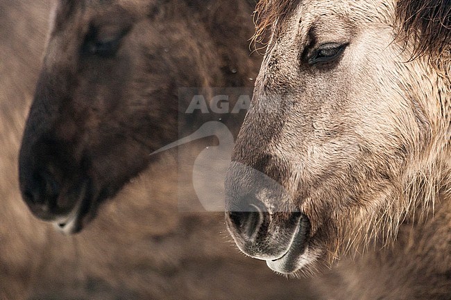 Konik Horse (Equus ferus) portrait stock-image by Agami/Caroline Piek,