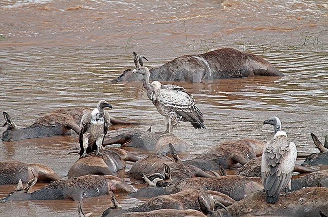 Critically Endangered Ruppell's Griffon (Gyps rueppelli rueppelli) in Kenya. Eating from dead animals washed ashore in Masai mara river. stock-image by Agami/Pete Morris,