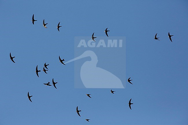 Large flock of Common Swifts (Apus apus) in flight in Portugal. stock-image by Agami/Chris van Rijswijk,