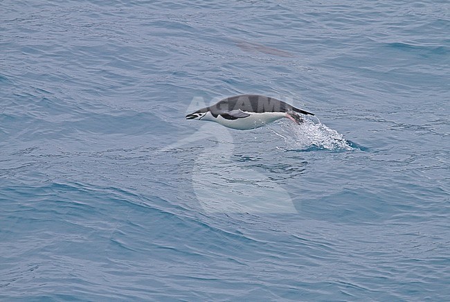 Chinstrap Penguin (Pygoscelis antarcticus) swimming in the atlantic ocean off South Georgia. stock-image by Agami/Pete Morris,