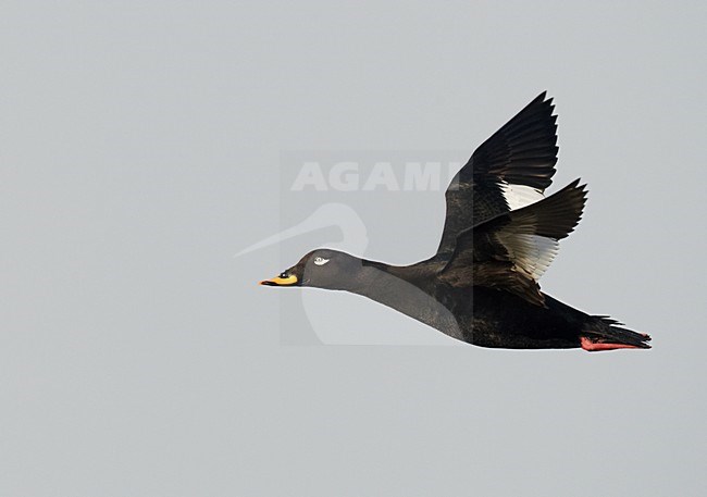 Mannetje Grote Zee-eend in flight; Male Velvet Scoter in flight stock-image by Agami/Markus Varesvuo,