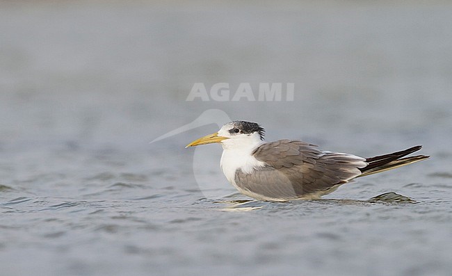 Greater Crested Tern - Eilseeschwalbe - Thalasseus bergii velox, Oman, adult stock-image by Agami/Ralph Martin,