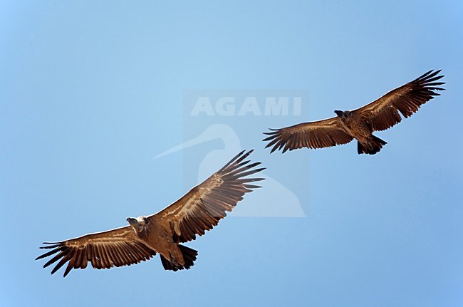 Witruggier als dwaalgast in Spanje; Vagrant White-backed Vulture in spain stock-image by Agami/Markus Varesvuo,