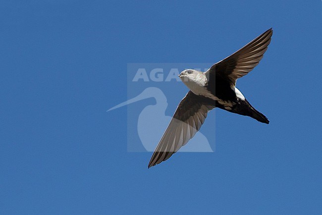 Adult White-throated Swift (Aeronautes saxatalis)
Riverside Co., California, USA
November 2016 stock-image by Agami/Brian E Small,