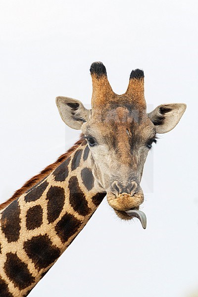 A portrait of a southern giraffe, Giraffa camelopardalis, looking at the camera. Kalahari, Botswana stock-image by Agami/Sergio Pitamitz,