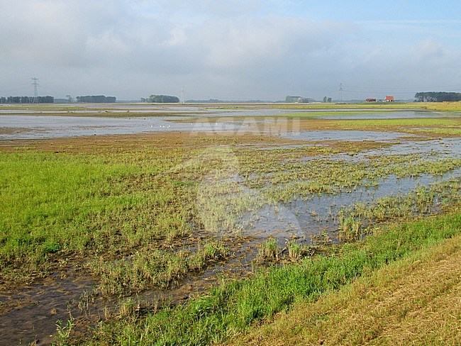 The “Muggenwaart” in the Biesbosch, Netherlands. Reclaimed agricultural fields to create new protected wetlands. stock-image by Agami/Marc Guyt,