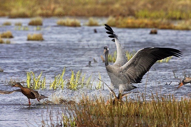 Kraanvogel landend; Common Crane landing stock-image by Agami/Jari Peltomäki,