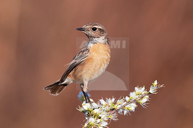European Stonechat (Saxicola rubicola), adult female perched on a Blackthorn branch, Campania, Italy stock-image by Agami/Saverio Gatto,