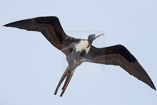 Magnificent Frigatebird (Fregata magnificens rothschildi), female in flight at Dry Tortugas, USA stock-image by Agami/Helge Sorensen,