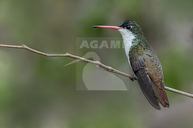 Green-fronted Hummingbird (Leucolia viridifrons) in mexico stock-image by Agami/Dubi Shapiro,