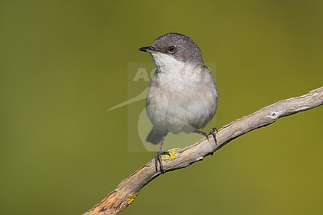 Lesser Whitethroat, Sylvia curruca, in France. stock-image by Agami/Daniele Occhiato,