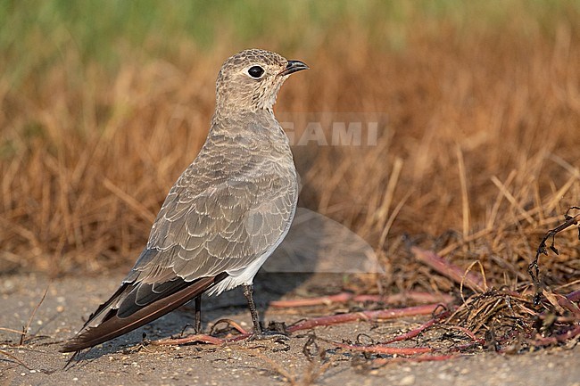 First-winter Collared Pratincole (Glareola pratincola) perched on the ground during autumn in the Ebro delta, Spain stock-image by Agami/Marc Guyt,