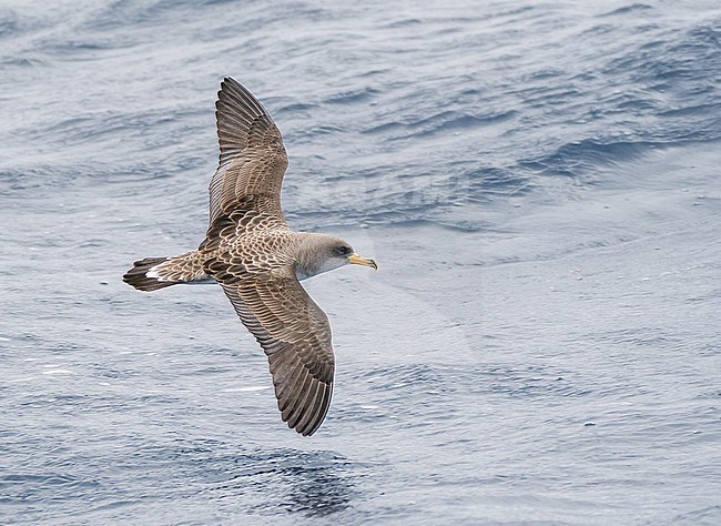 Cory's shearwater (Calonectris borealis) on the Azores archipelago, Portugal. stock-image by Agami/Pete Morris,