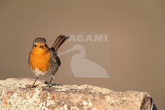 Adult European Robin (Erithacus rubecula) in late winter in on a rock. stock-image by Agami/Marc Guyt,
