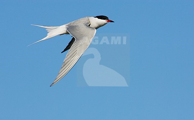 Zomerkleed Visdief in de vlucht; Summer plumaged Common Tern in flight stock-image by Agami/Markus Varesvuo,