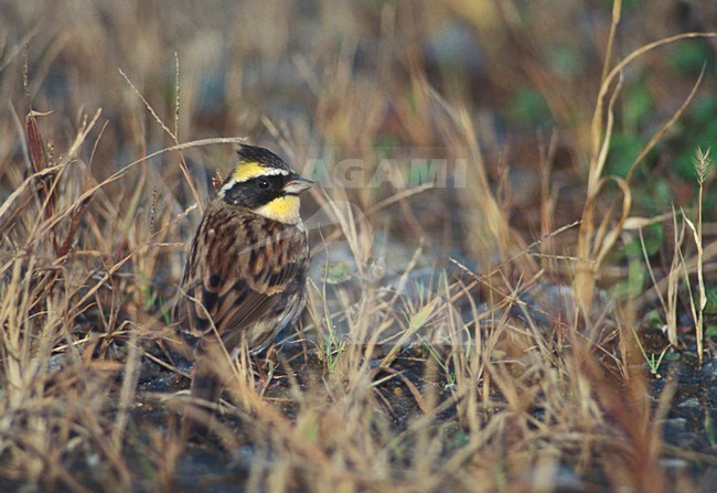 Geelkeelgors; Yellow-throated Bunting stock-image by Agami/Mike Danzenbaker,