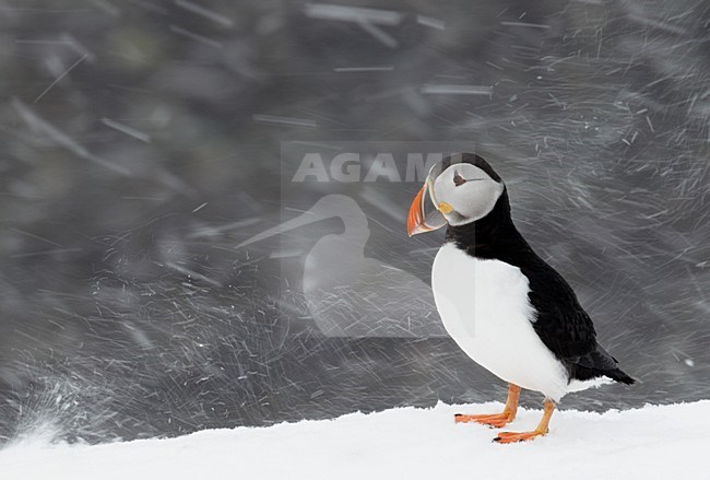 Papegaaiduiker in sneeuwstorm; Atlantic Puffin in snow blizzard stock-image by Agami/Markus Varesvuo,