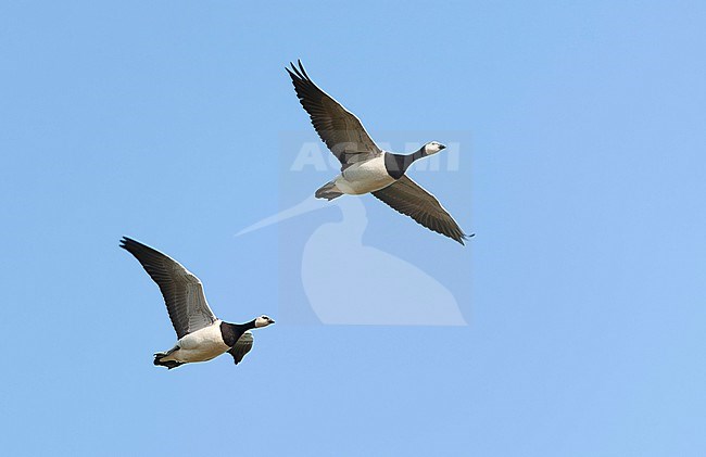 Wintering Barnacle Goose (Branta leucopsis) in the Netherlands. stock-image by Agami/Marc Guyt,