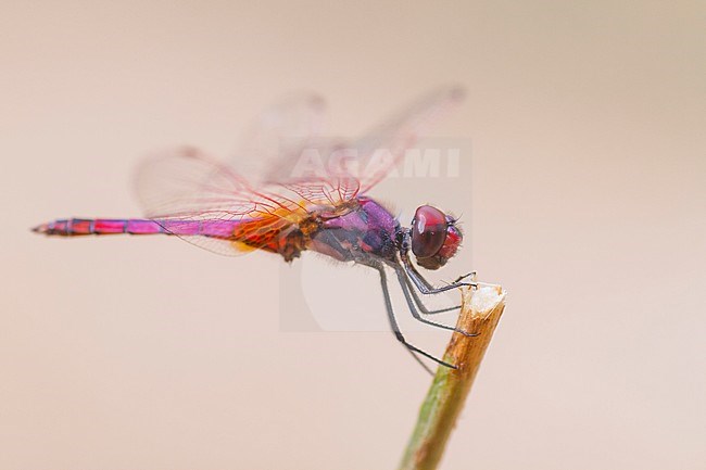 Violet dropwing dragonfly - Violetter Sonnenanzeiger - Trithemis annulata, Oman, imago stock-image by Agami/Ralph Martin,