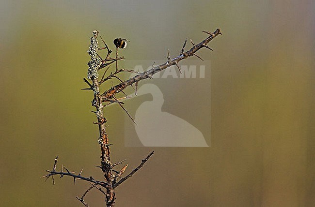 Prooi van een Klapekster, Great Grey Shrike prey stock-image by Agami/Menno van Duijn,