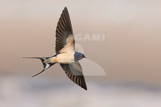 Barn Swallow (Hirundo rustica), adult in flight showing underparts, Campania, Italy stock-image by Agami/Saverio Gatto,