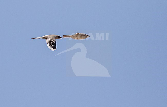 Grey hypocolius, Hypocolius ampelinus,  in Iran. stock-image by Agami/Pete Morris,