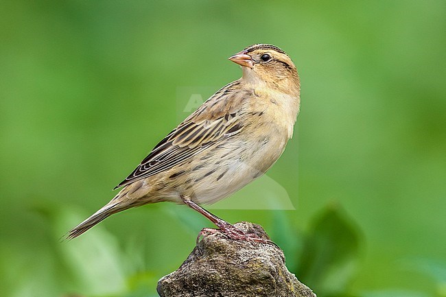 Bobolink (Dolichonyx oryzivorus) perched on a wall in Cape Verdian farm fields near Vila Do Corvo, Corvo, Azores, Portugal. stock-image by Agami/Vincent Legrand,