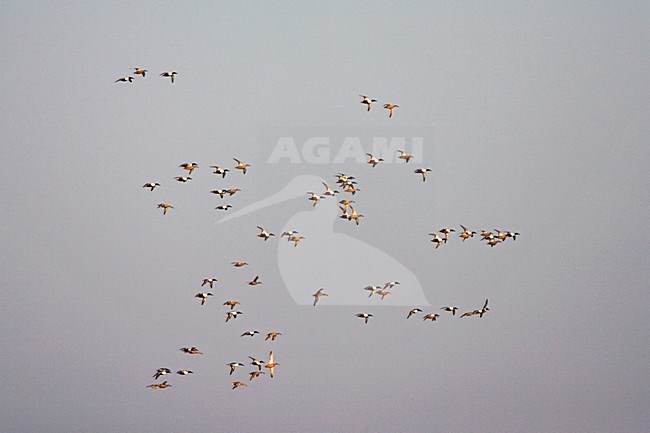 Northern Shoveler group flying; Slobeend groep vliegend stock-image by Agami/Marc Guyt,