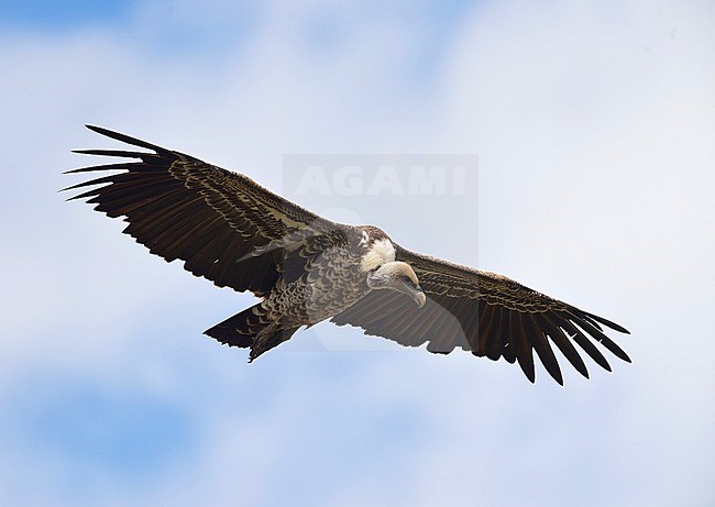 RÃ¼ppells Gier, Rueppell's Griffon, Gyps rueppelli stock-image by Agami/Clement Francis,