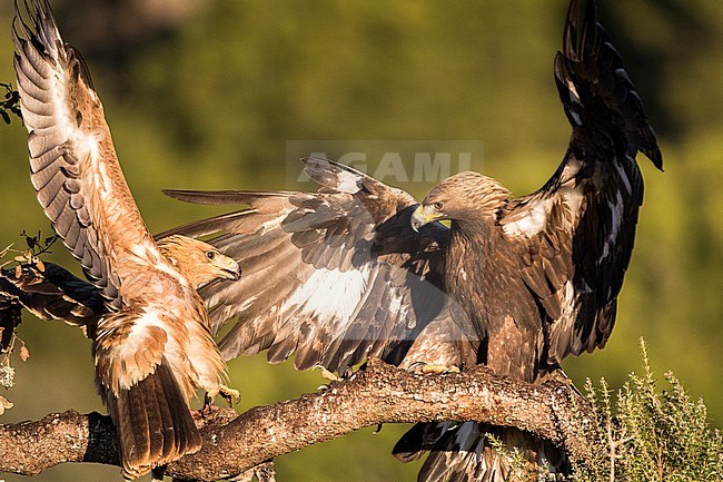 Spaanse Keizerarend, Spanish Imperial Eagle, Aquila adalberti stock-image by Agami/Oscar Díez,