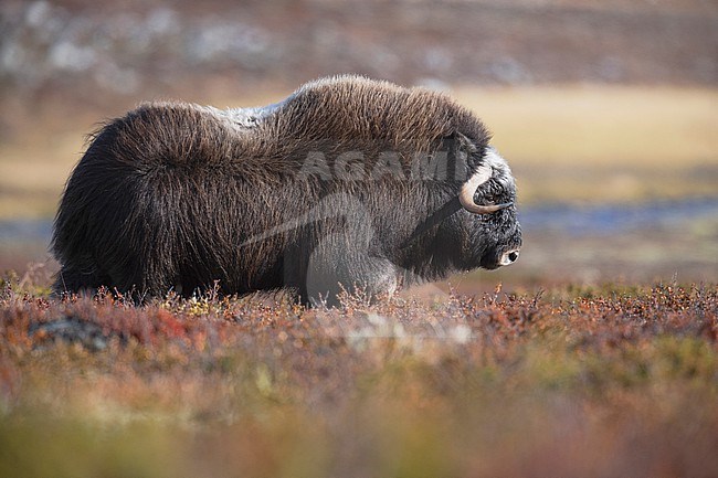 Muskox (Ovibos moschatus) in the Dovrefjell in Norway. An Arctic hoofed mammal of the family Bovidae introduced in parts of Scandinavia. stock-image by Agami/Alain Ghignone,