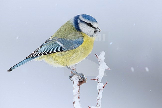 Eurasian Blue Tit (Cyanistes caeruleus), side view of an adult perched on a branch under a snowfall, Campania, Italy stock-image by Agami/Saverio Gatto,