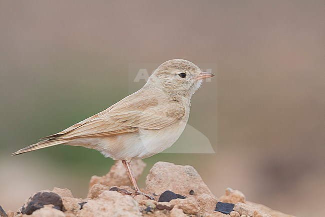 Bar-tailed Desert Lark (Ammomanes cincturus); Morocco, adult stock-image by Agami/Ralph Martin,