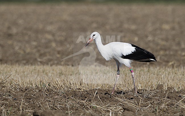 White Stork, Ciconia ciconia, at Sjælland, Denmark stock-image by Agami/Helge Sorensen,
