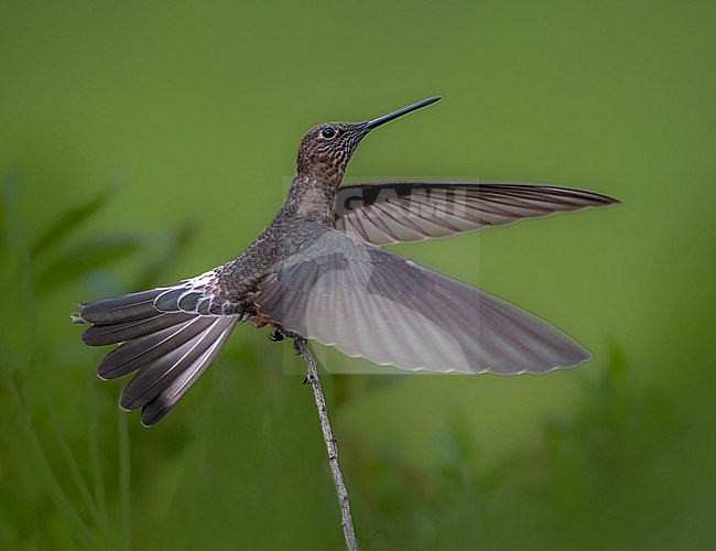 Giant Hummingbird, Patagona gigas, perched. stock-image by Agami/Dustin Chen,