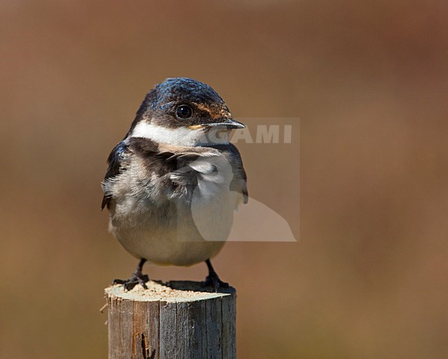 Onvolwassen Witkeelzwaluw, Immature White-throated Swallow stock-image by Agami/Wil Leurs,