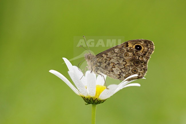 Argusvlinder zittend op bloem; Wall Brown sitting on flower; stock-image by Agami/Walter Soestbergen,