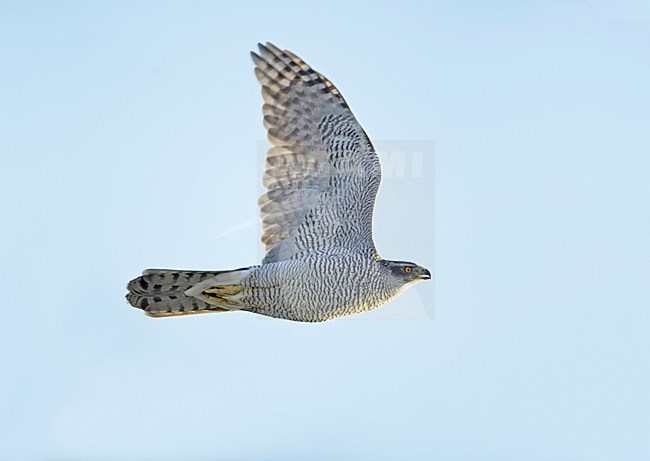 Northern Goshawk adult flying; Havik volwassen vliegend stock-image by Agami/Markus Varesvuo,