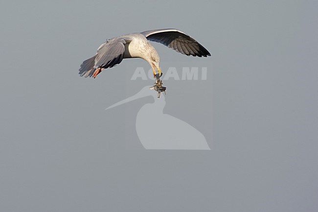 Zilvermeeuw mossels brekend op asfalt; Herring Gull trying to open the mussel by falling it on a hard surface stock-image by Agami/Arie Ouwerkerk,