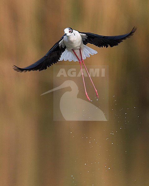 Steltkluut in vlucht; Black-winged Stilt in flight stock-image by Agami/Daniele Occhiato,