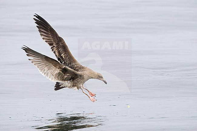 Pacifische Mantelmeeuw langs de kust Californie USA; Western Gull at the coast California USA stock-image by Agami/Marc Guyt,