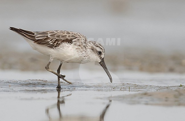 Broad-billed Sandpiper (Calidris falcinellus) in winter plumage at Raysut, Salalah, Oman in november stock-image by Agami/Eduard Sangster,