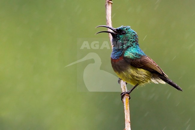 Mayottehoningzuiger roepend, Mayotte Sunbird  calling stock-image by Agami/Dubi Shapiro,