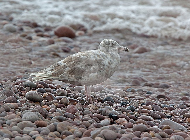 Second-year Glaucous Gull (Larus hyperboreus hyperboreus) on beach in England during summer. stock-image by Agami/Andy & Gill Swash ,